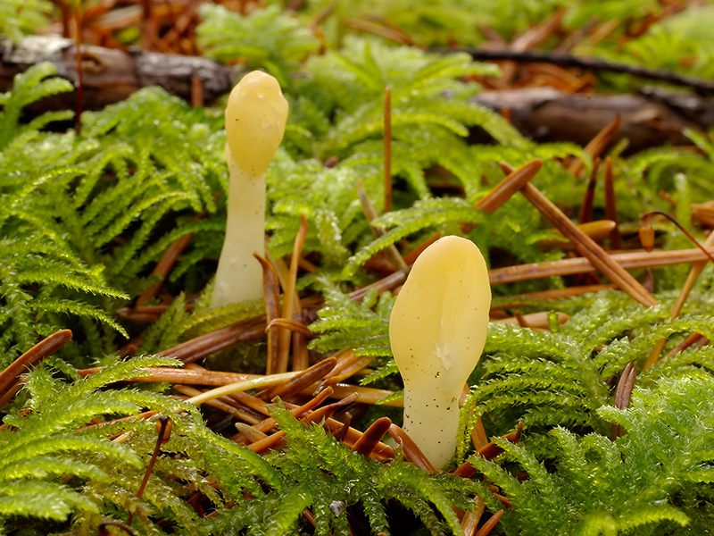Spathularia flavida